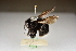  ( - ZSM-HYM-33409-D01)  @11 [ ] by-nc-sa (2023) SNSB, Staatliche Naturwissenschaftliche Sammlungen Bayerns ZSM (SNSB, Zoologische Staatssammlung Muenchen)