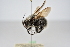  ( - ZSM-HYM-33409-D03)  @11 [ ] by-nc-sa (2023) SNSB, Staatliche Naturwissenschaftliche Sammlungen Bayerns ZSM (SNSB, Zoologische Staatssammlung Muenchen)