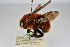  ( - ZSM-HYM-33409-D09)  @11 [ ] by-nc-sa (2023) SNSB, Staatliche Naturwissenschaftliche Sammlungen Bayerns ZSM (SNSB, Zoologische Staatssammlung Muenchen)