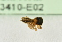  ( - ZSM-HYM-33410-E02)  @11 [ ] by-nc-sa (2023) SNSB, Staatliche Naturwissenschaftliche Sammlungen Bayerns ZSM (SNSB, Zoologische Staatssammlung Muenchen)