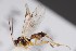  (Aperileptus viduatus - ZSM-HYM-33412-A11)  @11 [ ] by-nc-sa (2023) SNSB, Staatliche Naturwissenschaftliche Sammlungen Bayerns ZSM (SNSB, Zoologische Staatssammlung Muenchen)