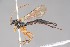  ( - ZSM-HYM-33412-B07)  @11 [ ] by-nc-sa (2023) SNSB, Staatliche Naturwissenschaftliche Sammlungen Bayerns ZSM (SNSB, Zoologische Staatssammlung Muenchen)
