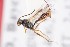  (Probles flavipes - ZSM-HYM-33412-B11)  @11 [ ] by-nc-sa (2023) SNSB, Staatliche Naturwissenschaftliche Sammlungen Bayerns ZSM (SNSB, Zoologische Staatssammlung Muenchen)