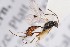  ( - ZSM-HYM-33412-B12)  @11 [ ] by-nc-sa (2023) SNSB, Staatliche Naturwissenschaftliche Sammlungen Bayerns ZSM (SNSB, Zoologische Staatssammlung Muenchen)