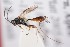  (Probles longisetosus - ZSM-HYM-33412-C01)  @11 [ ] by-nc-sa (2023) SNSB, Staatliche Naturwissenschaftliche Sammlungen Bayerns ZSM (SNSB, Zoologische Staatssammlung Muenchen)