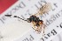  ( - ZSM-HYM-33412-C08)  @11 [ ] by-nc-sa (2023) SNSB, Staatliche Naturwissenschaftliche Sammlungen Bayerns ZSM (SNSB, Zoologische Staatssammlung Muenchen)