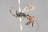  (Platylabops - ZSM-HYM-33412-E04)  @11 [ ] by-nc-sa (2023) SNSB, Staatliche Naturwissenschaftliche Sammlungen Bayerns ZSM (SNSB, Zoologische Staatssammlung Muenchen)
