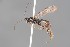  ( - ZSM-HYM-33412-F12)  @11 [ ] by-nc-sa (2023) SNSB, Staatliche Naturwissenschaftliche Sammlungen Bayerns ZSM (SNSB, Zoologische Staatssammlung Muenchen)