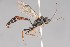  ( - ZSM-HYM-33412-G04)  @11 [ ] by-nc-sa (2023) SNSB, Staatliche Naturwissenschaftliche Sammlungen Bayerns ZSM (SNSB, Zoologische Staatssammlung Muenchen)