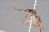  ( - ZSM-HYM-33412-H01)  @11 [ ] by-nc-sa (2023) SNSB, Staatliche Naturwissenschaftliche Sammlungen Bayerns ZSM (SNSB, Zoologische Staatssammlung Muenchen)