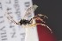  ( - ZSM-HYM-33412-H04)  @11 [ ] by-nc-sa (2023) SNSB, Staatliche Naturwissenschaftliche Sammlungen Bayerns ZSM (SNSB, Zoologische Staatssammlung Muenchen)