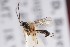  ( - ZSM-HYM-33412-H07)  @11 [ ] by-nc-sa (2023) SNSB, Staatliche Naturwissenschaftliche Sammlungen Bayerns ZSM (SNSB, Zoologische Staatssammlung Muenchen)
