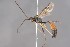  ( - ZSM-HYM-33412-H08)  @11 [ ] by-nc-sa (2023) SNSB, Staatliche Naturwissenschaftliche Sammlungen Bayerns ZSM (SNSB, Zoologische Staatssammlung Muenchen)