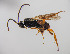  (Microgaster parvistriga - ZSM-HYM-33420-E04)  @11 [ ] by-nc-sa (2021) SNSB, Staatliche Naturwissenschaftliche Sammlungen Bayerns ZSM (SNSB, Zoologische Staatssammlung Muenchen)