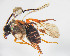  ( - ZSM-HYM-33420-F06)  @11 [ ] by-nc-sa (2021) SNSB, Staatliche Naturwissenschaftliche Sammlungen Bayerns ZSM (SNSB, Zoologische Staatssammlung Muenchen)