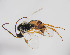  ( - ZSM-HYM-33420-H02)  @11 [ ] by-nc-sa (2021) SNSB, Staatliche Naturwissenschaftliche Sammlungen Bayerns ZSM (SNSB, Zoologische Staatssammlung Muenchen)