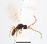  ( - ZSM-HYM-33421-A06)  @11 [ ] by-nc-sa (2021) SNSB, Staatliche Naturwissenschaftliche Sammlungen Bayerns ZSM (SNSB, Zoologische Staatssammlung Muenchen)