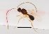  ( - ZSM-HYM-33421-B09)  @11 [ ] by-nc-sa (2021) SNSB, Staatliche Naturwissenschaftliche Sammlungen Bayerns ZSM (SNSB, Zoologische Staatssammlung Muenchen)