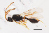  ( - ZSM-HYM-33421-H01)  @14 [ ] by-nc-sa (2021) SNSB, Staatliche Naturwissenschaftliche Sammlungen Bayerns ZSM (SNSB, Zoologische Staatssammlung Muenchen)