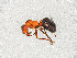  ( - ZSMHYM30190-A07)  @11 [ ] CreativeCommons - Attribution Non-Commercial Share-Alike (2019) SNSB, Staatliche Naturwissenschaftliche Sammlungen Bayerns ZSM (SNSB, Zoologische Staatssammlung Muenchen)