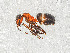  ( - ZSMHYM30190-B04)  @11 [ ] CreativeCommons - Attribution Non-Commercial Share-Alike (2019) SNSB, Staatliche Naturwissenschaftliche Sammlungen Bayerns ZSM (SNSB, Zoologische Staatssammlung Muenchen)