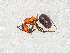  ( - ZSMHYM30190-B05)  @11 [ ] CreativeCommons - Attribution Non-Commercial Share-Alike (2019) SNSB, Staatliche Naturwissenschaftliche Sammlungen Bayerns ZSM (SNSB, Zoologische Staatssammlung Muenchen)