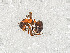  ( - ZSMHYM30190-B10)  @11 [ ] CreativeCommons - Attribution Non-Commercial Share-Alike (2019) SNSB, Staatliche Naturwissenschaftliche Sammlungen Bayerns ZSM (SNSB, Zoologische Staatssammlung Muenchen)