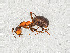  ( - ZSMHYM30190-B12)  @11 [ ] CreativeCommons - Attribution Non-Commercial Share-Alike (2019) SNSB, Staatliche Naturwissenschaftliche Sammlungen Bayerns ZSM (SNSB, Zoologische Staatssammlung Muenchen)