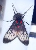  ( - YB-BCI189129)  @11 [ ] No Rights Reserved  Unspecified Unspecified
