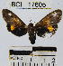  (Virbia thersites - YB-BCI17605)  @14 [ ] No Rights Reserved  Unspecified Unspecified