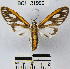  (Robinsonia flavomarginata - YB-BCI21990)  @14 [ ] No Rights Reserved  Unspecified Unspecified