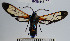  ( - YB-BCI38142)  @11 [ ] No Rights Reserved  Unspecified Unspecified