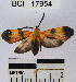  (Correbidia sp. 1YB - YB-BCI17954)  @13 [ ] No Rights Reserved  Unspecified Unspecified