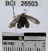  ( - YB-BCI26503)  @12 [ ] No Rights Reserved  Unspecified Unspecified