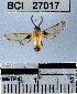  (Loxophlebia sp. 1YB - YB-BCI27017)  @12 [ ] No Rights Reserved  Unspecified Unspecified