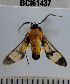  ( - YB-BCI61437)  @12 [ ] No Rights Reserved  Unspecified Unspecified