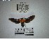 ( - YB-BCI182985)  @11 [ ] No Rights Reserved  Unspecified Unspecified