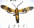  (Pionia sp. 2YB - YB-BCI84350)  @11 [ ] No Rights Reserved  Unspecified Unspecified
