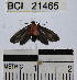  (Odozana sixola - YB-BCI21465)  @13 [ ] No Rights Reserved  Unspecified Unspecified