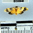  (Illice sp. 1YB - YB-BCI33040)  @14 [ ] No Rights Reserved  Unspecified Unspecified