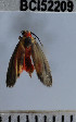  ( - YB-BCI52209)  @12 [ ] No Rights Reserved  Unspecified Unspecified