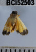  ( - YB-BCI52503)  @12 [ ] No Rights Reserved  Unspecified Unspecified