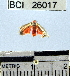  (Illice sp. 2YB - YB-BCI26017)  @13 [ ] No Rights Reserved  Unspecified Unspecified