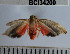  (Dolichesia sp. 1YB - YB-BCI34200)  @12 [ ] No Rights Reserved  Unspecified Unspecified