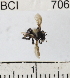  (Centris labrosa - YB-BCI7063)  @12 [ ] No Rights Reserved (2011) Yves Basset Smithsonian Tropical Research Institute
