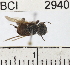  ( - YB-BCI2940)  @11 [ ] No Rights Reserved (2011) Yves Basset Smithsonian Tropical Research Institute
