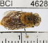  ( - YB-BCI4628)  @11 [ ] No Rights Reserved (2011) Yves Basset Smithsonian Tropical Research Institute