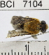  (Centris trigonoides - YB-BCI7104)  @13 [ ] No Rights Reserved (2011) Yves Basset Smithsonian Tropical Research Institute