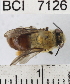  ( - YB-BCI7126)  @13 [ ] No Rights Reserved (2011) Yves Basset Smithsonian Tropical Research Institute