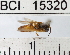  (Tetragona mayarum - YB-BCI15320)  @13 [ ] No Rights Reserved (2011) Yves Basset Smithsonian Tropical Research Institute